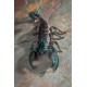 Emperor Scorpion