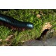 Giant African Black Millipede 